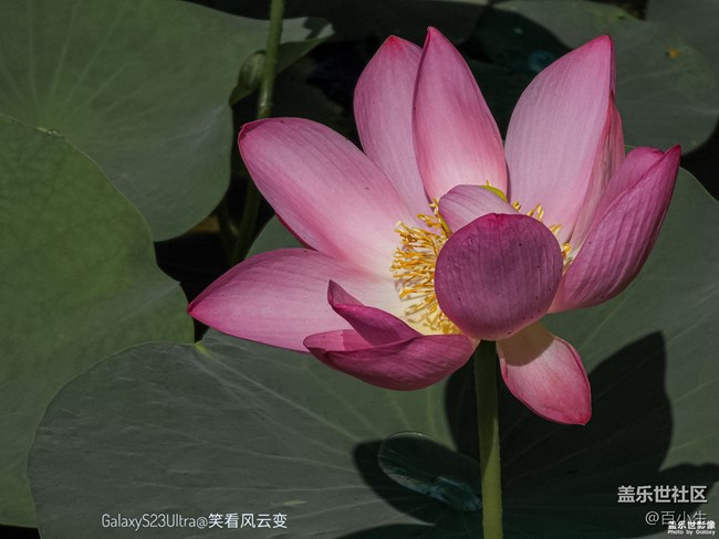 《精品大咖秀》 第九期：你的Spen用得多么？