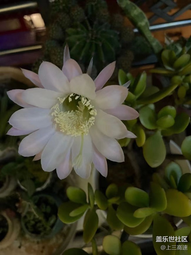 【那年初秋】仙人花