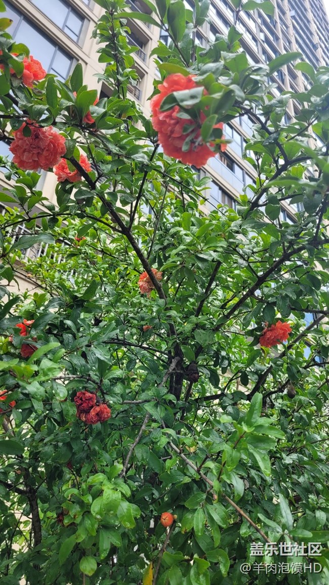 【那年初秋】石榴