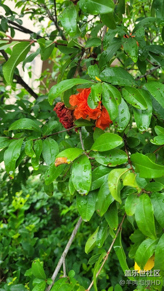 【那年初秋】石榴