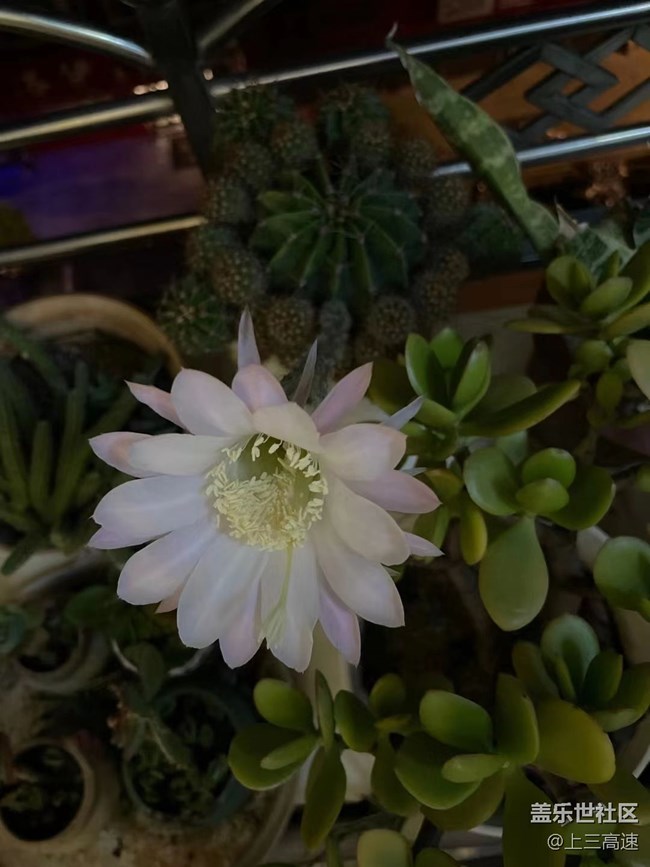 【那年初秋】仙人花