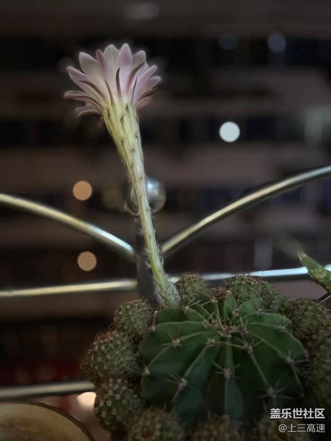 【那年初秋】仙人花
