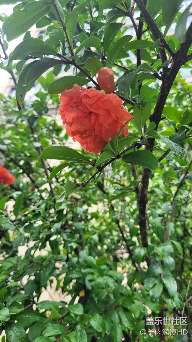 【那年初秋】石榴