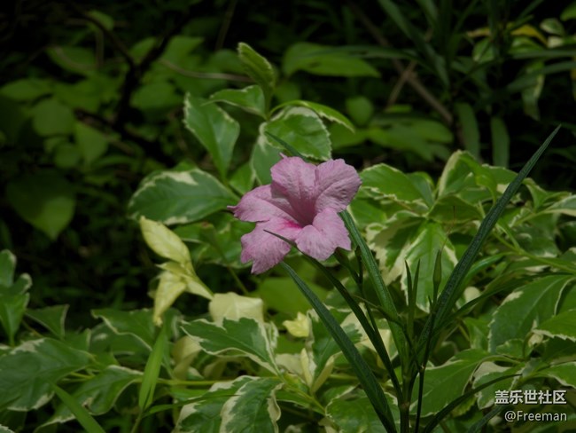 【捕捉身邊的美】鮮花