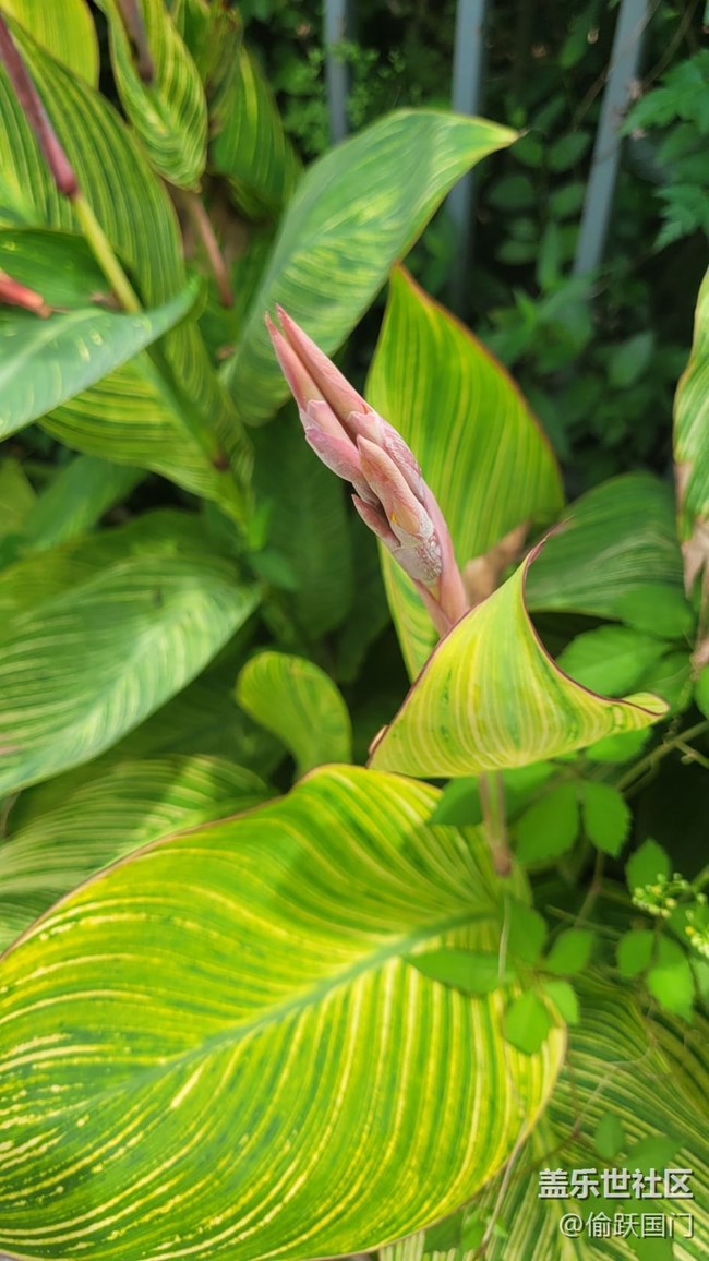 【那年初秋】美人蕉