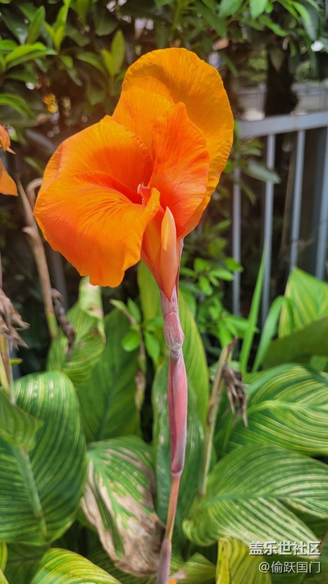 【那年初秋】美人蕉