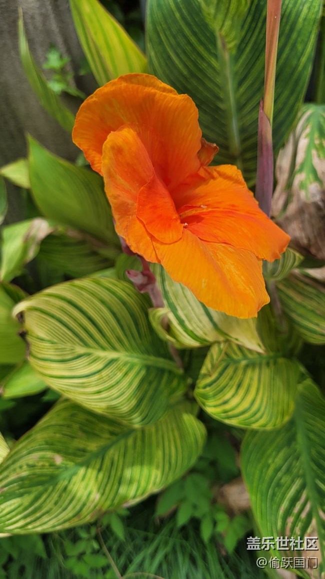 【那年初秋】美人蕉