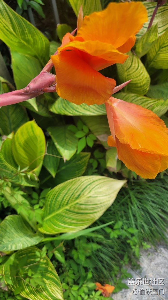 【那年初秋】美人蕉