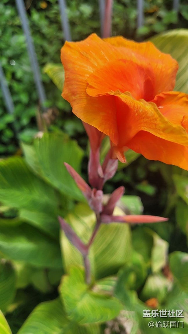 【那年初秋】美人蕉