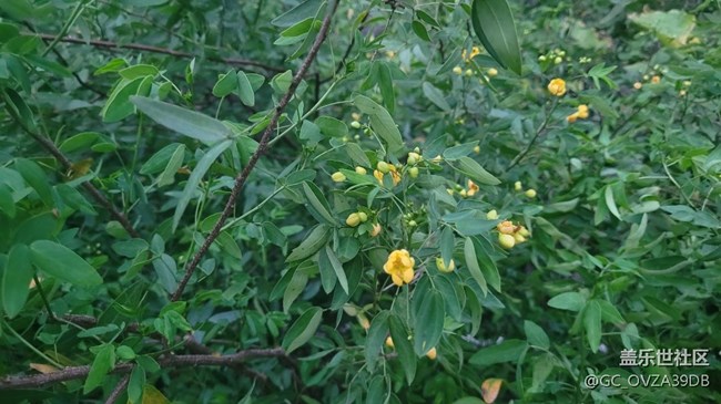 【那年初秋】決明