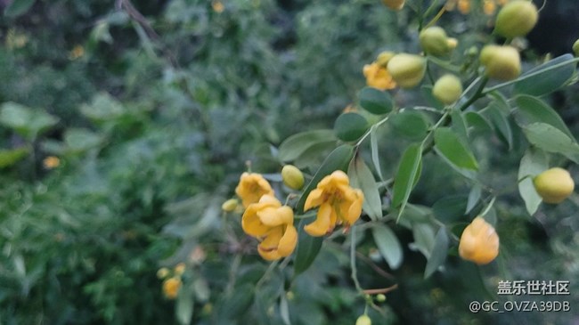 【那年初秋】決明