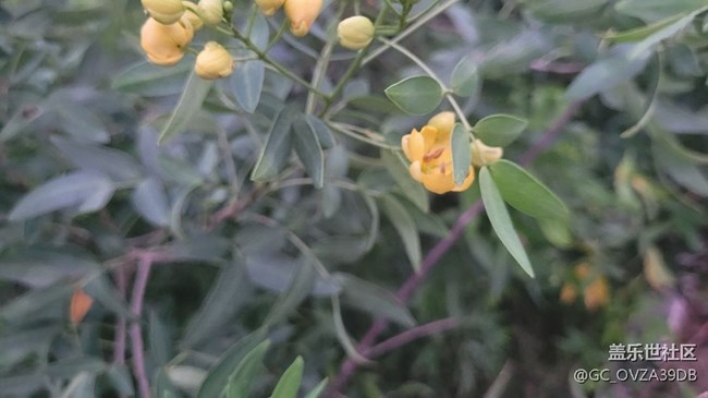 【那年初秋】決明