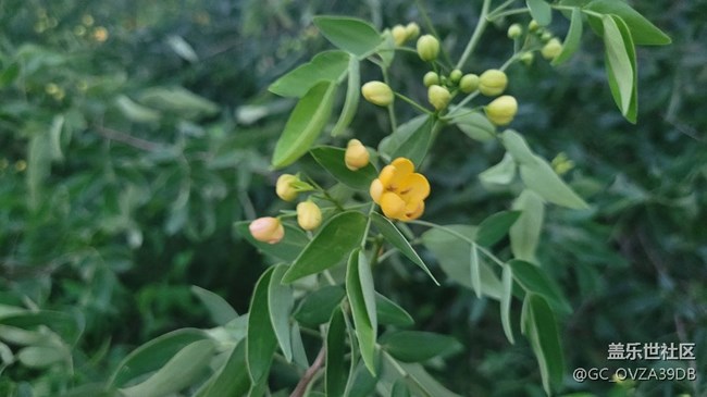 【那年初秋】決明