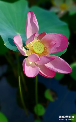 荷香依舊