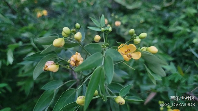 【那年初秋】決明