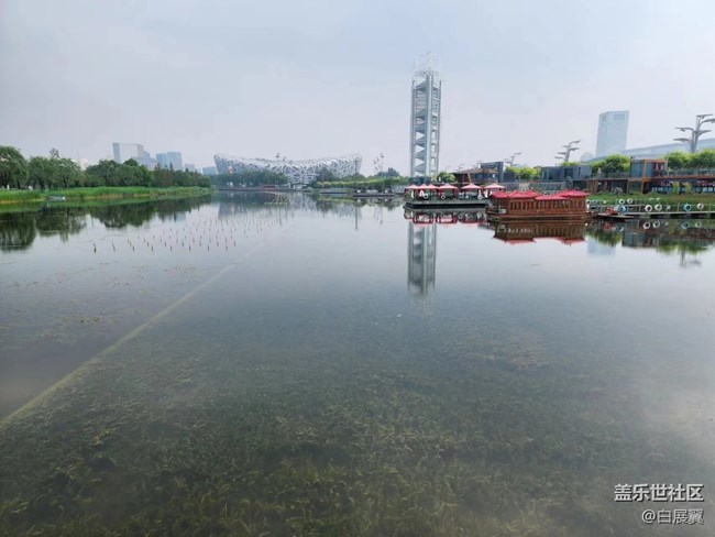 【捕捉夏日美好】蘆葦蕩荷花叢