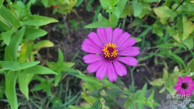【那年初秋】花海一片