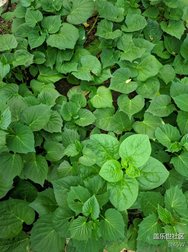 【那年初秋】初長成 | 收獲