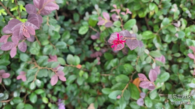 【那年初秋】秋季花草