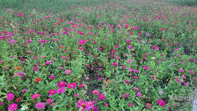 【那年初秋】花海一片