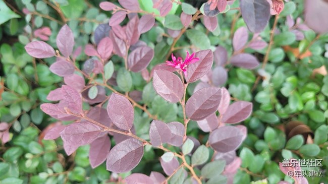 【那年初秋】秋季花草
