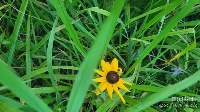 【那年初秋】菊花