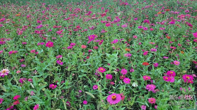 【那年初秋】花海一片