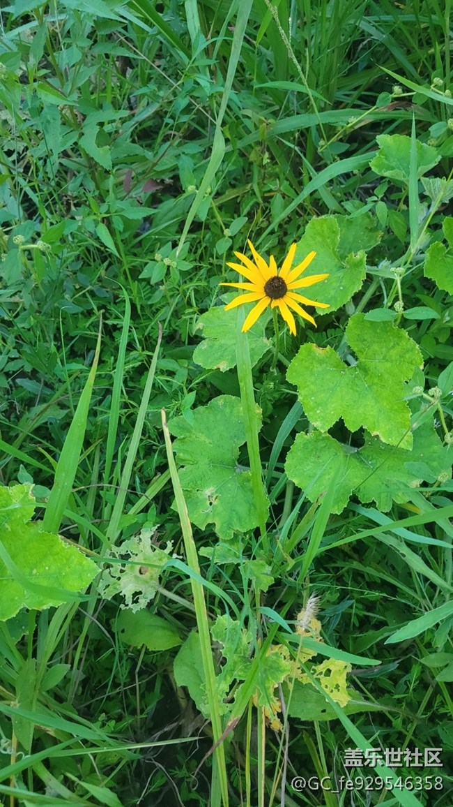 【那年初秋】菊花