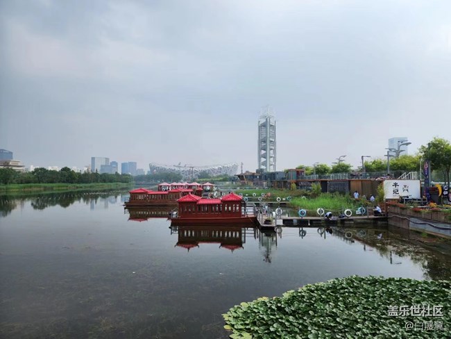 【捕捉夏日美好】蘆葦蕩荷花叢