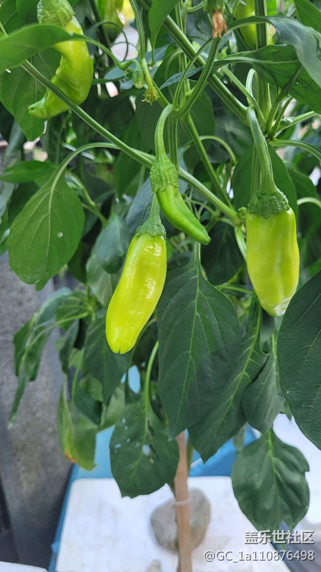 【那年初秋】秋季