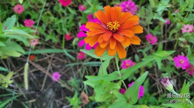 【那年初秋】花海一片