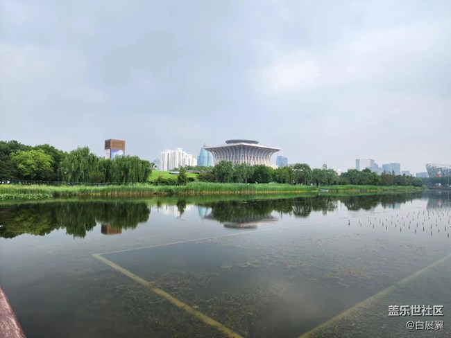 【捕捉夏日美好】蘆葦蕩荷花叢