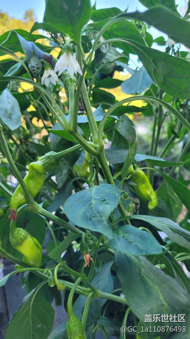 【那年初秋】秋季