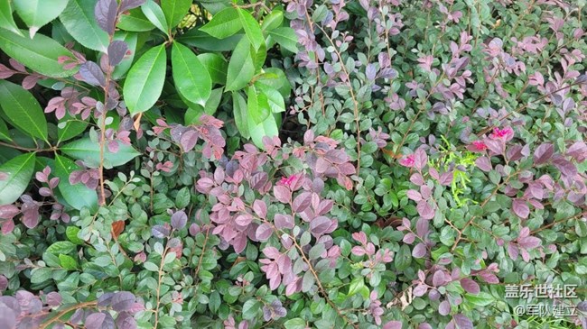 【那年初秋】秋季花草