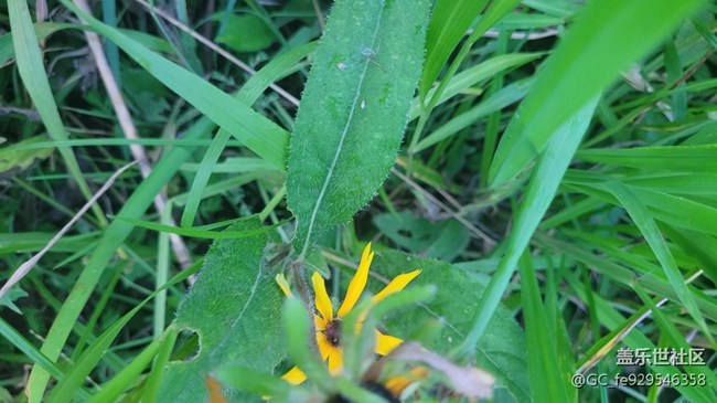 【那年初秋】菊花