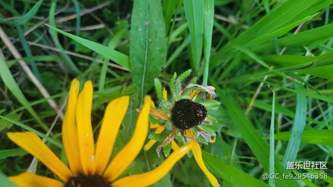 【那年初秋】菊花