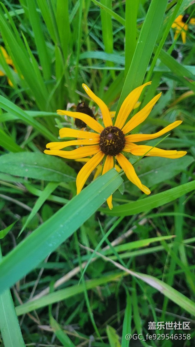 【那年初秋】菊花