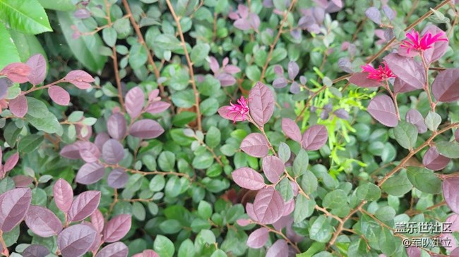 【那年初秋】秋季花草