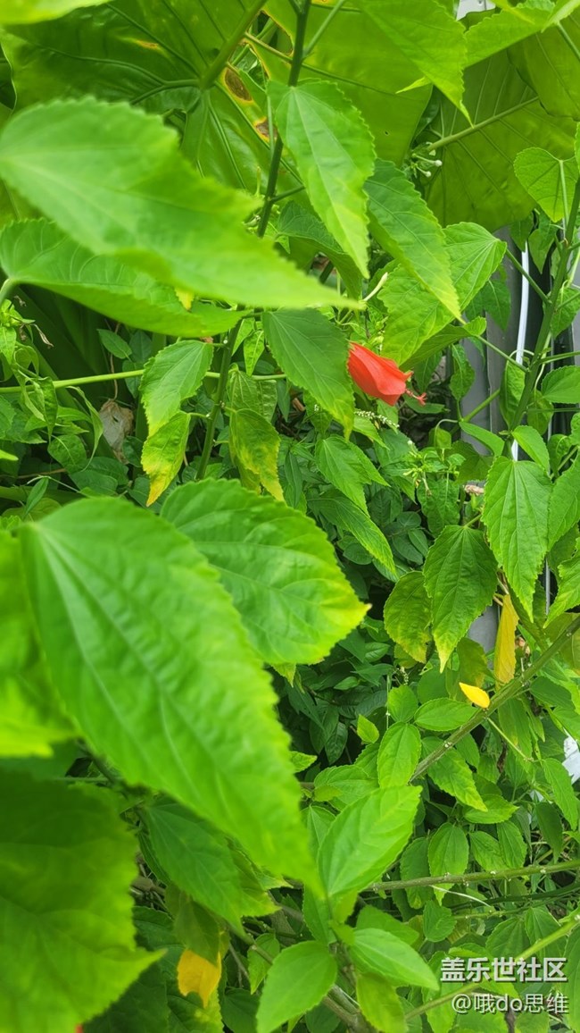 【那年初秋】紅花