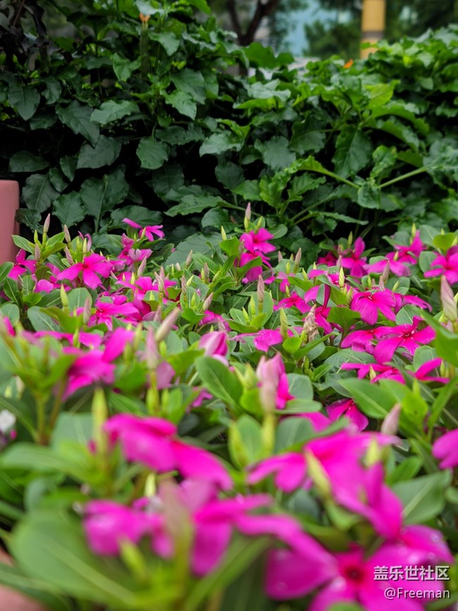 【那年初秋】花開似錦 | 爭奇斗艷