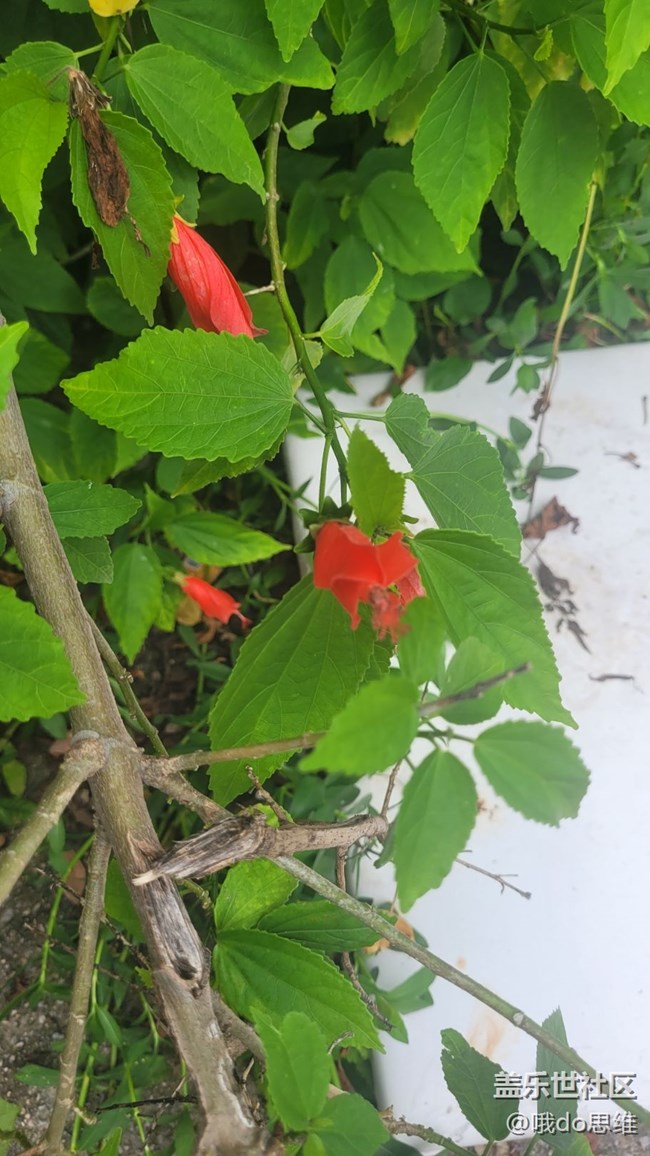 【那年初秋】紅花