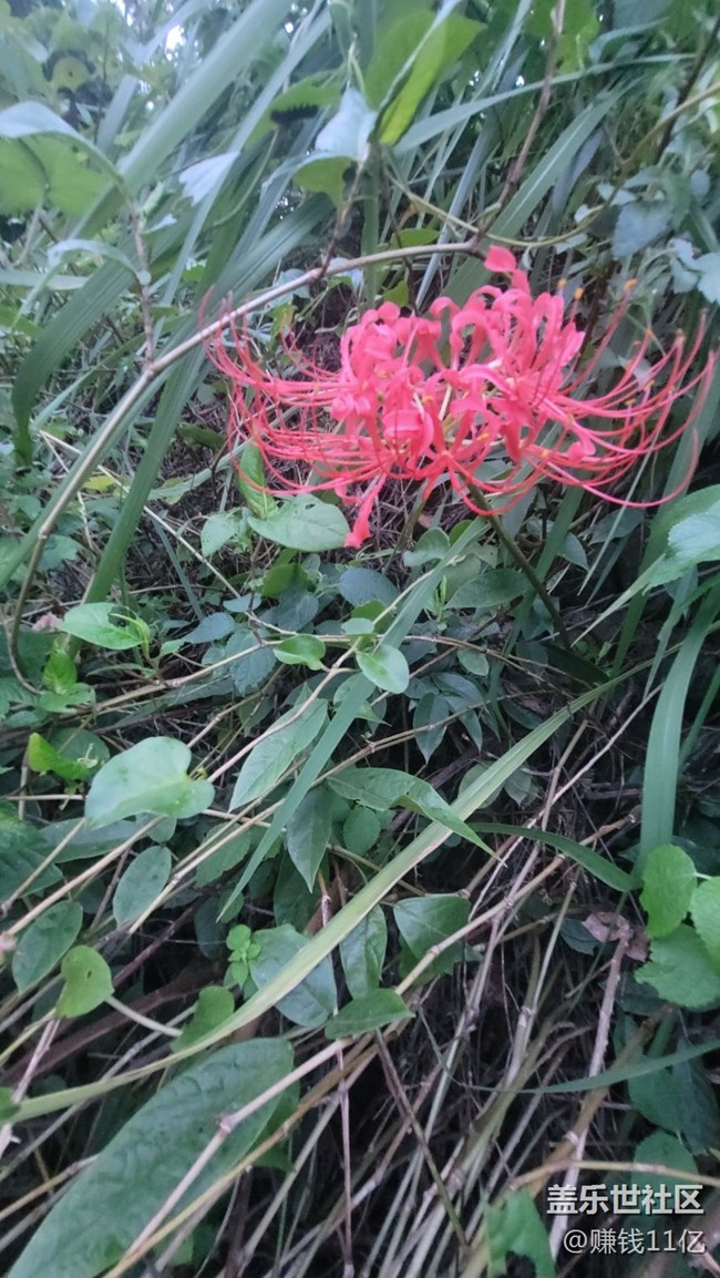 【那年初秋】彼岸花