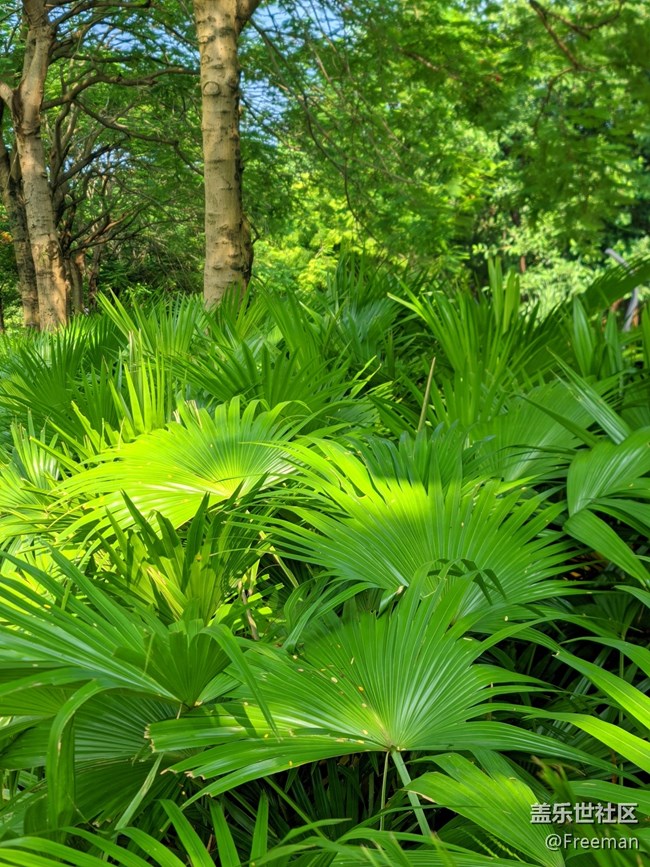 【尋一份美好】叢叢蔥蘢 | 清新宜人