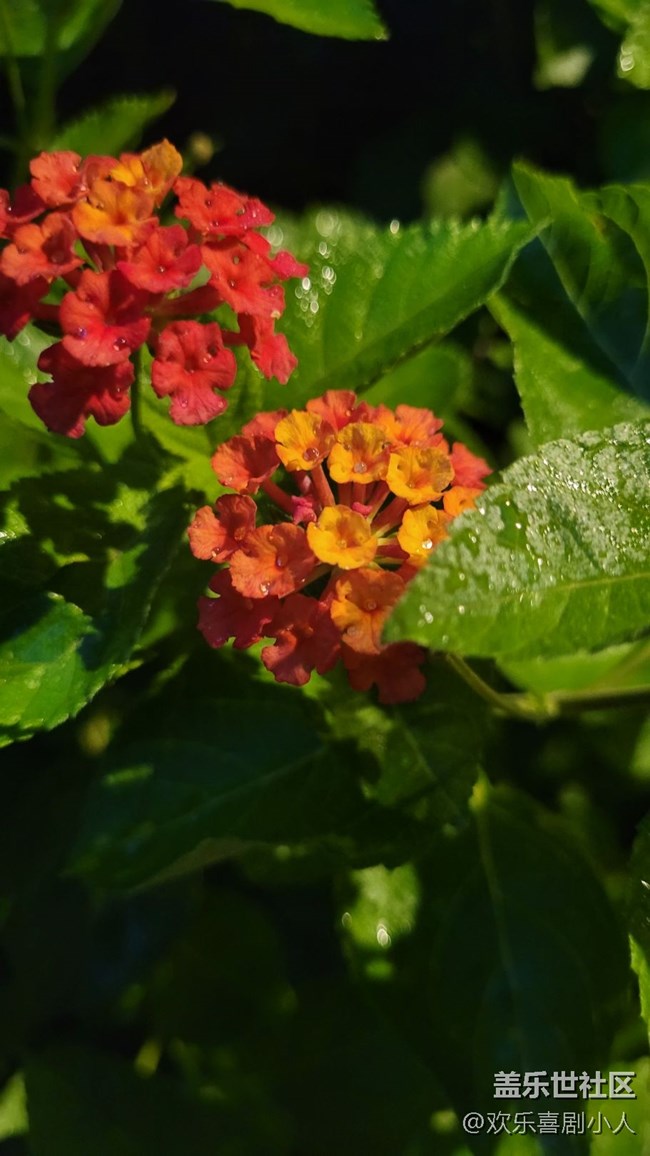 #我喜歡的攝影模式——夜拍模式