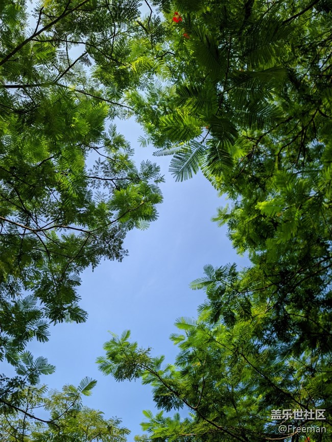 【尋一份美好】叢叢蔥蘢 | 清新宜人