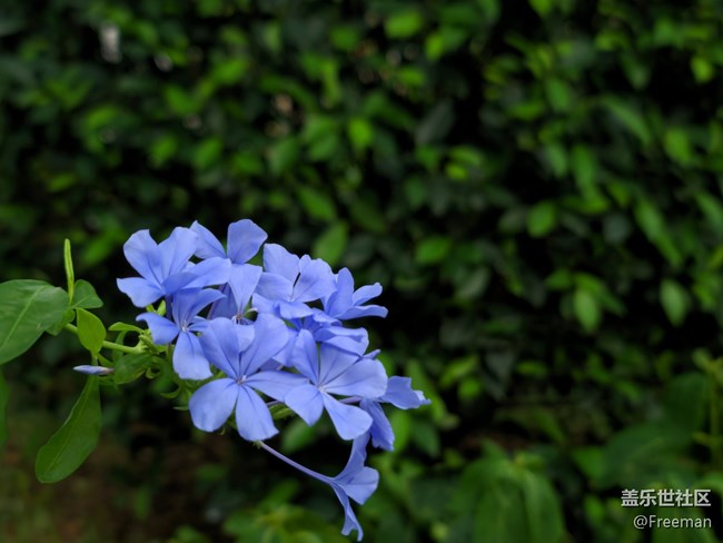 【那年初秋】花開似錦 | 爭奇斗艷