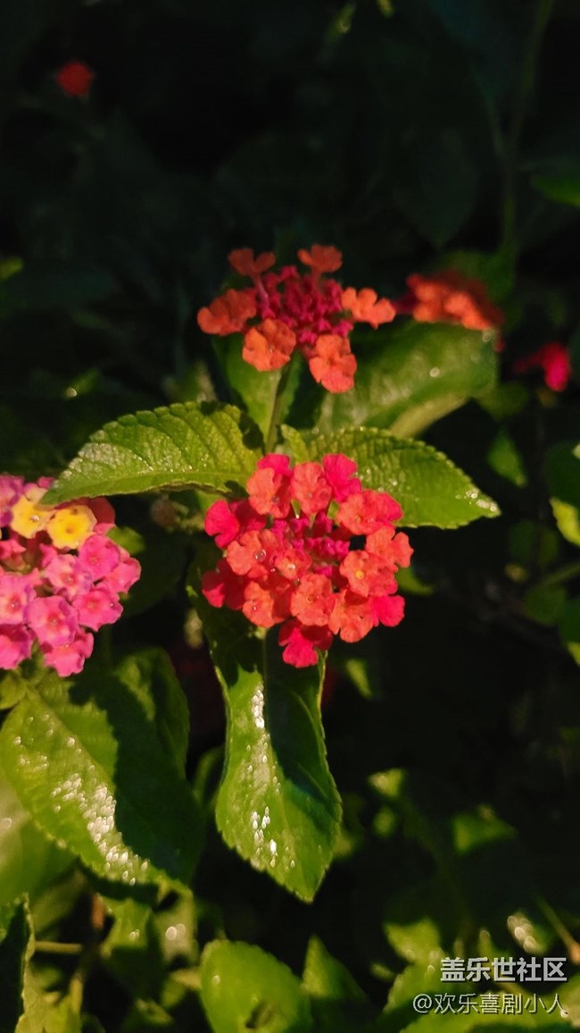 #我喜歡的攝影模式——夜拍模式