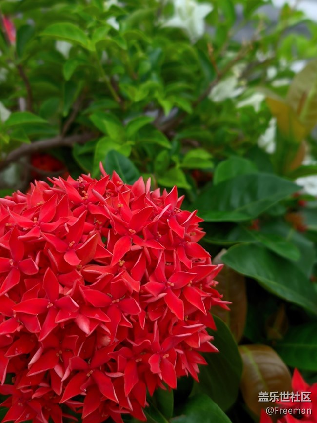 【那年初秋】花開似錦 | 爭奇斗艷