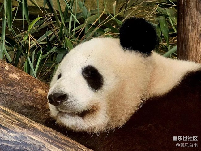 成都星部落线下摄影活动招募贴——熊猫基地拍“大猫”