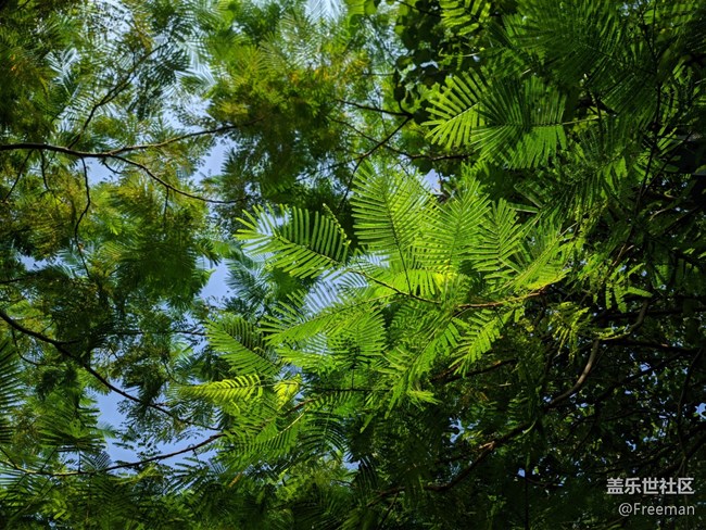 【尋一份美好】叢叢蔥蘢 | 清新宜人